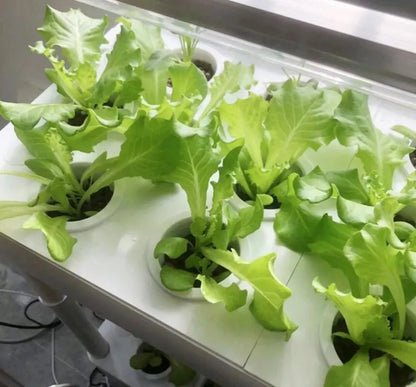 Hydroponics Growing System